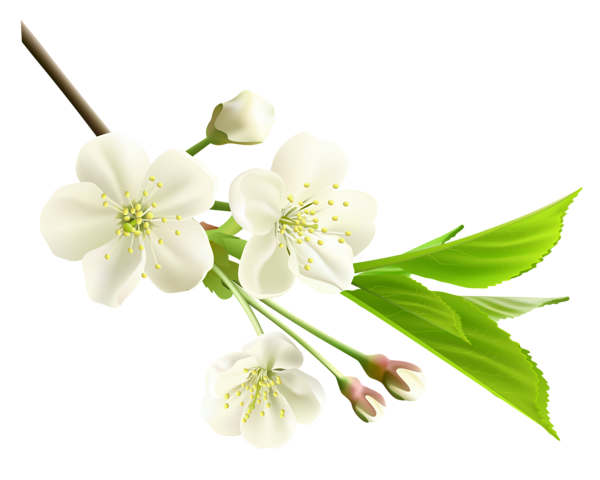 This png image - Spring Branch with White Tree Flowers PNG Clipart, is available for free download