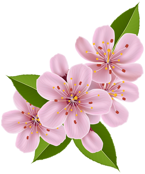 This png image - Spring Cherry Blossom Flowers PNG Clip Art Image, is available for free download