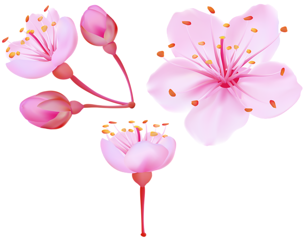 This png image - Spring Cherry Blossoms PNG Clip Art Image, is available for free download