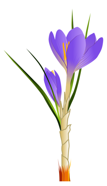 This png image - Spring Crocus PNG Clipart Picture, is available for free download