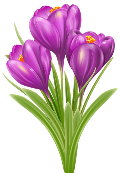 This png image - Spring Crocus PNG Image, is available for free download