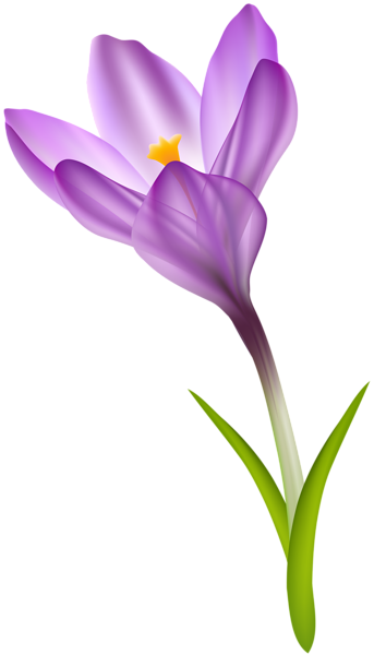 This png image - Spring Crocus Transparent PNG Clip Art Image, is available for free download