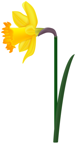 Spring Daffodil Transparent Image | Gallery Yopriceville - High-Quality ...