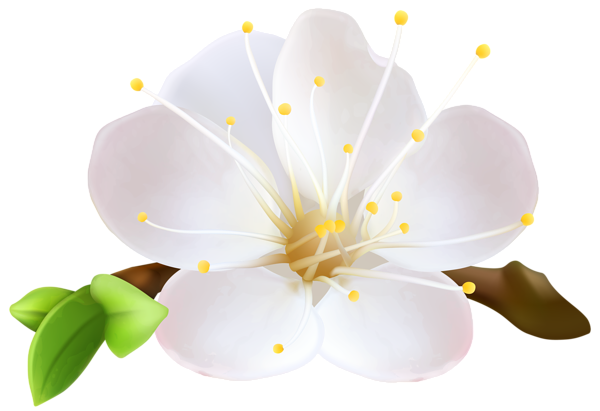 This png image - Spring Flower PNG Clip Art Image, is available for free download