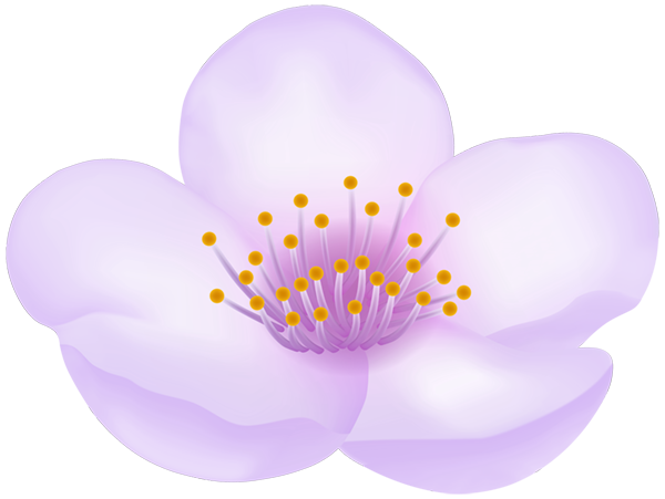 This png image - Spring Flower Transparent Clipart, is available for free download