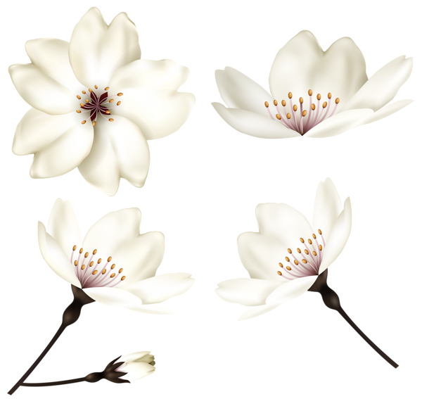 This png image - Spring Flowers Clip Art Image, is available for free download