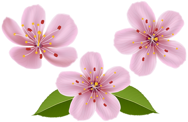 This png image - Spring Flowers Clip Art Transparent Image, is available for free download