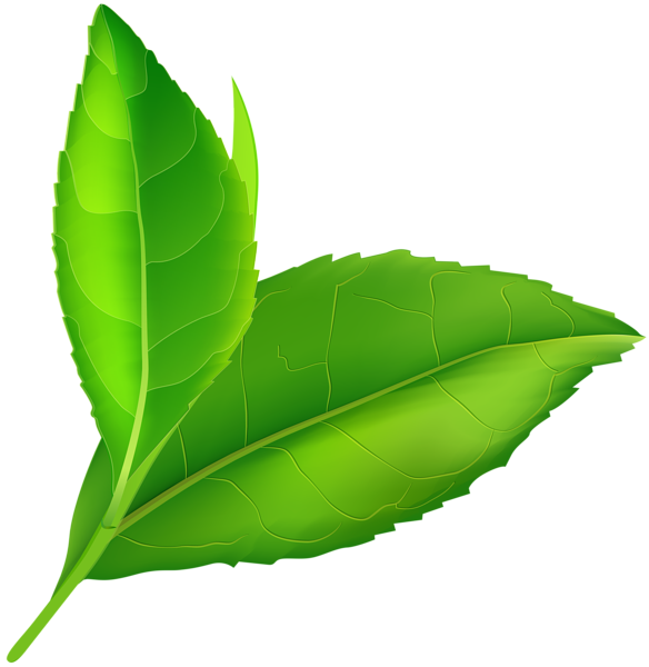 This png image - Spring Green Leaves PNG Clip Art, is available for free download