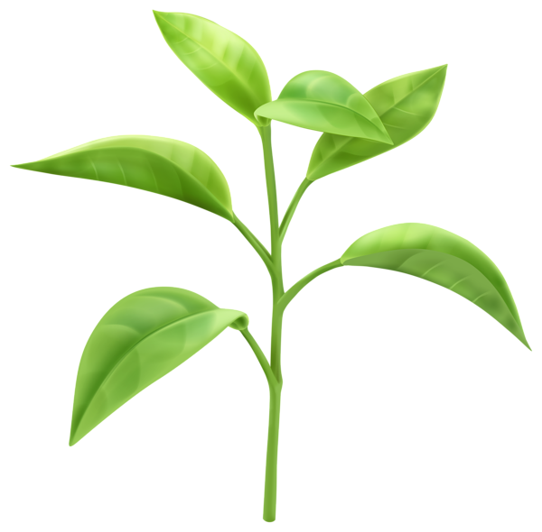 This png image - Spring Growing Plant PNG Transparent Clipart, is available for free download