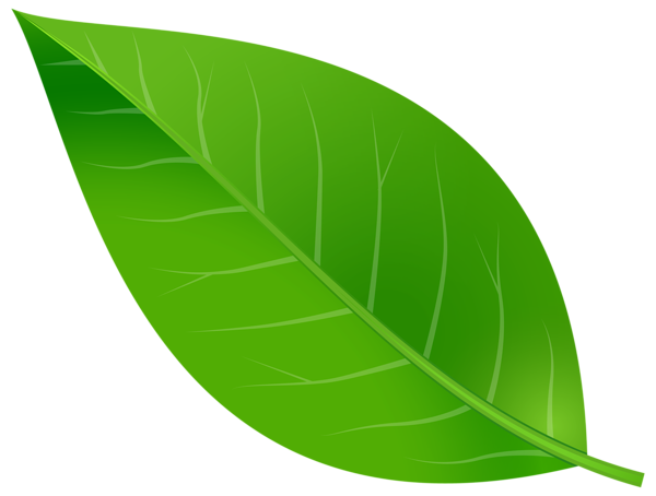 This png image - Spring Leaf Transparent PNG Clip Art Image, is available for free download