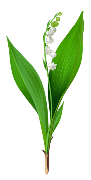 This png image - Spring Lily of the Valley PNG Clipart, is available for free download