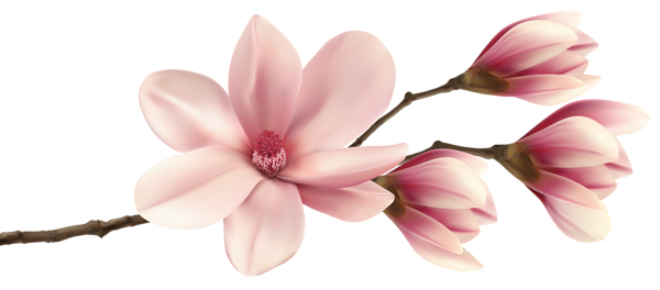 This png image - Spring Magnolia Branch PNG Clip Art Image, is available for free download