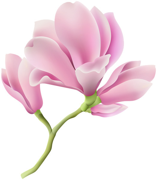 This png image - Spring Magnolia Branch PNG Clipart, is available for free download