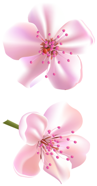 This png image - Spring Pink Tree Flowers PNG Clipart, is available for free download