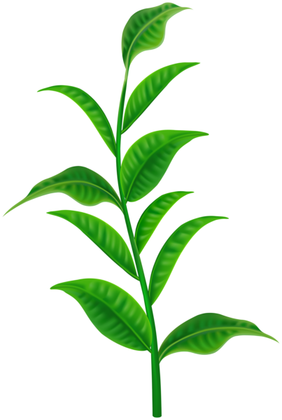 This png image - Spring Plant Transparent Clipart, is available for free download