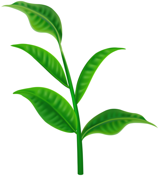 This png image - Spring Plant Transparent PNG Clipart, is available for free download