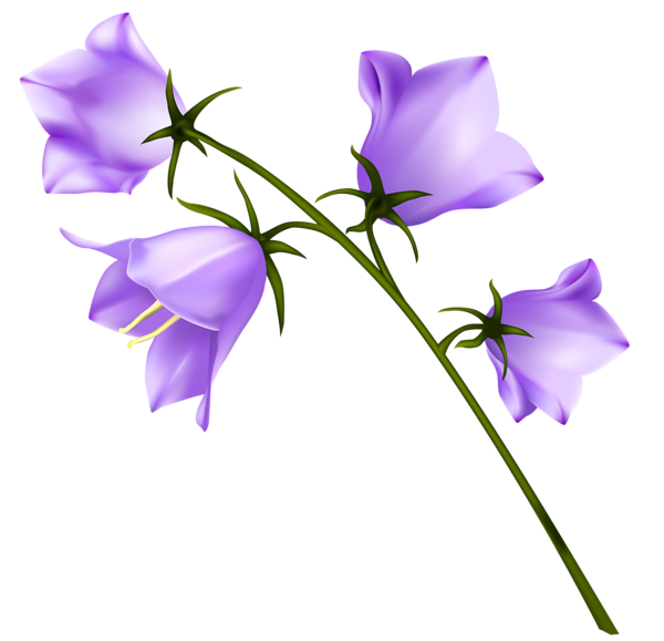 This png image - Spring Purple Campanula PNG Clipart, is available for free download