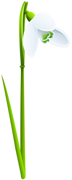 This png image - Spring Snowdrop PNG Clip Art, is available for free download