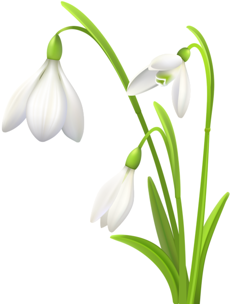 This png image - Spring Snowdrops Clip Art Image, is available for free download