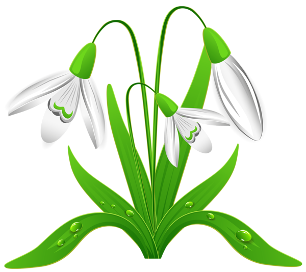 This png image - Spring Snowdrops PNG Clipart Picture, is available for free download