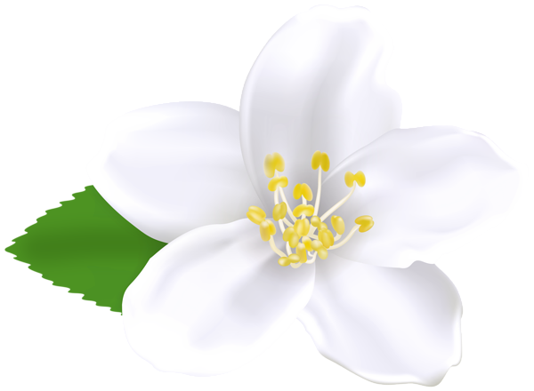 This png image - Spring Tree Flower White PNG Clipart, is available for free download