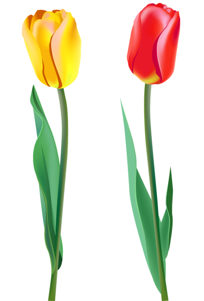 This png image - Spring Tulips PNG Clipart, is available for free download