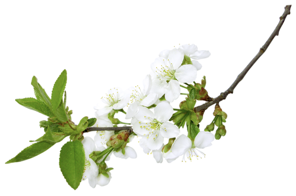 This png image - Spring White Branch PNG Clipart Picture, is available for free download