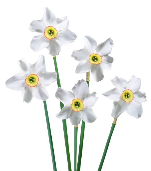 This png image - Spring White Daffodils PNG Picture, is available for free download
