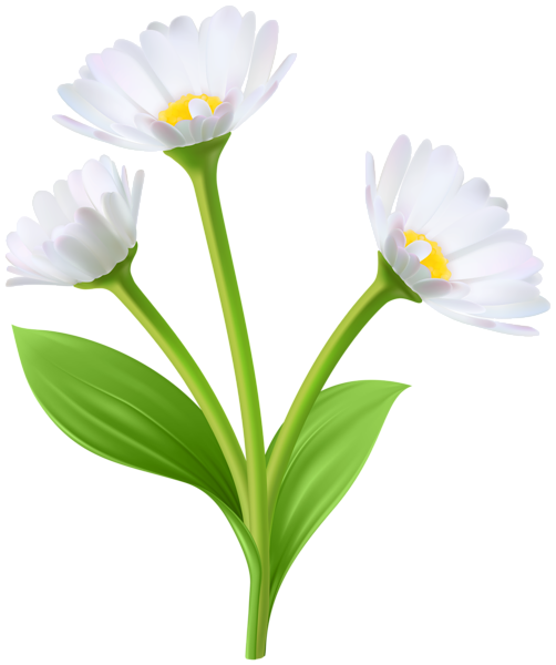 This png image - Spring White Daisies Transparent Image, is available for free download