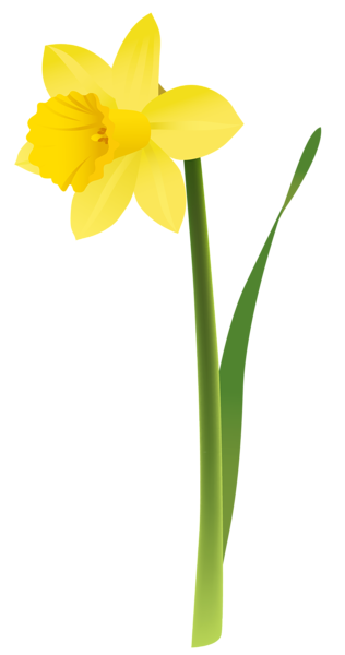 This png image - Spring Yellow Daffodil PNG Clipart, is available for free download