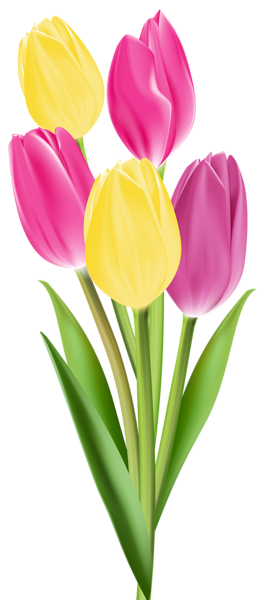 This png image - Tulips PNG Image, is available for free download