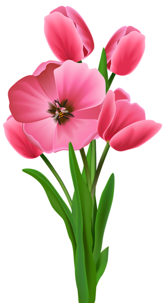 Tulips_Transparent_PNG_Image