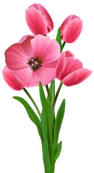 This png image - Tulips Transparent PNG Image, is available for free download