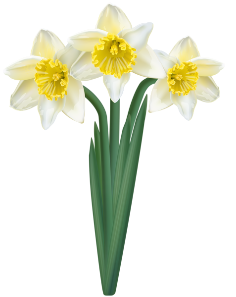 White Daffodils Transparent Image | Gallery Yopriceville - High-Quality ...