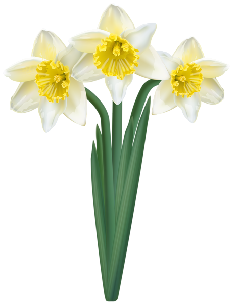 This png image - White Daffodils Transparent Image, is available for free download