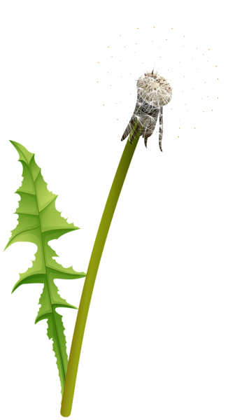 This png image - White Dandelion Transparent Image, is available for free download