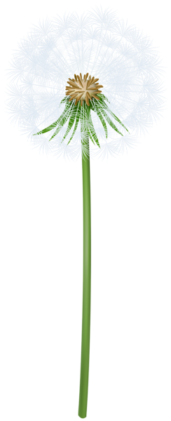 This png image - White Dandelion Transparent PNG Clipart, is available for free download