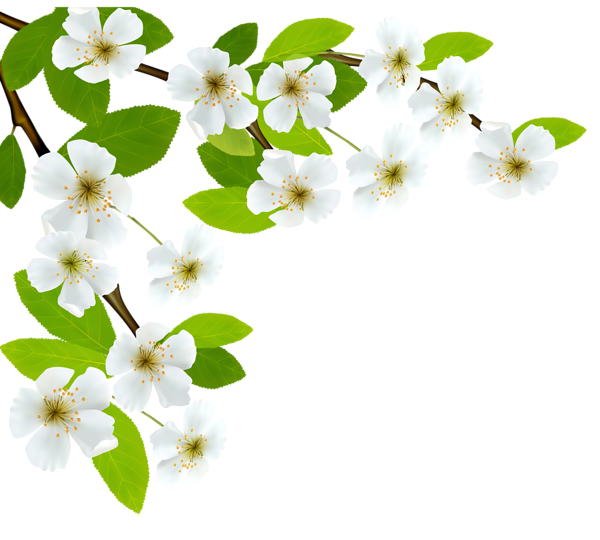 This png image - White Spring Branch PNG Clipart Image, is available for free download