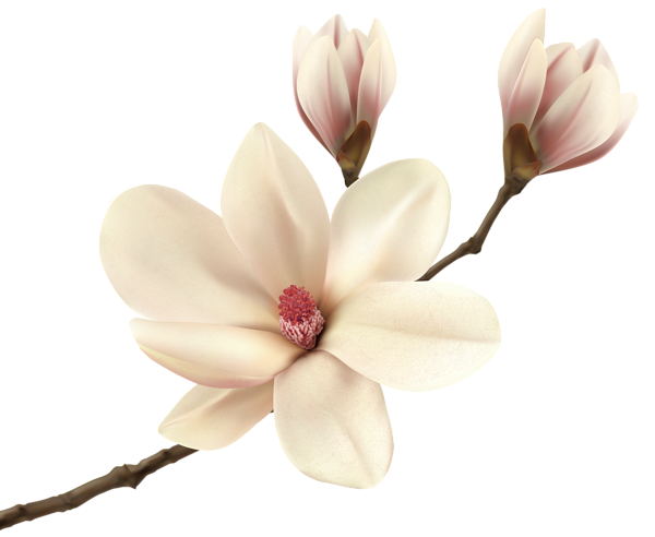 This png image - White Spring Magnolia Branch PNG Clip Art Image, is available for free download
