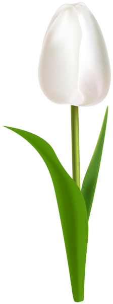 This png image - White Tulip PNG Clipart, is available for free download