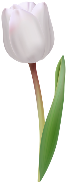 White Tulip Transparent Image | Gallery Yopriceville - High-Quality