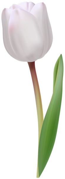 This png image - White Tulip Transparent Image, is available for free download