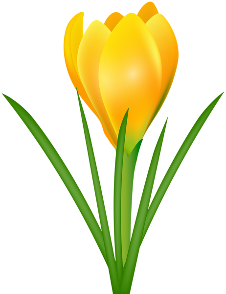 This png image - Yellow Crocus Transparent PNG Clip Art Image, is available for free download