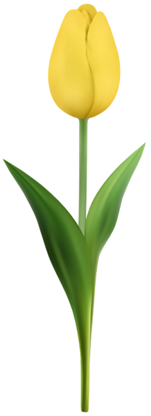 This png image - Yellow Tulip PNG Transparent Clipart, is available for free download
