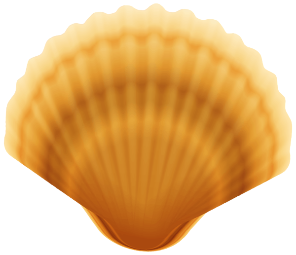 Clam Shell Transparent PNG Image | Gallery Yopriceville - High-Quality