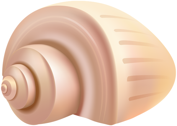 This png image - Conch Shell PNG Clip Art, is available for free download