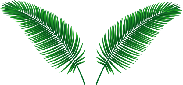 This png image - Green Palm Leafs PNG Clipart, is available for free download