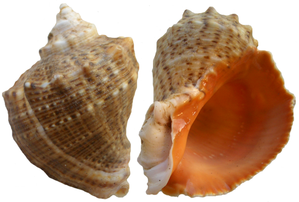 This png image - Rapana Shell PNG Clip Art, is available for free download