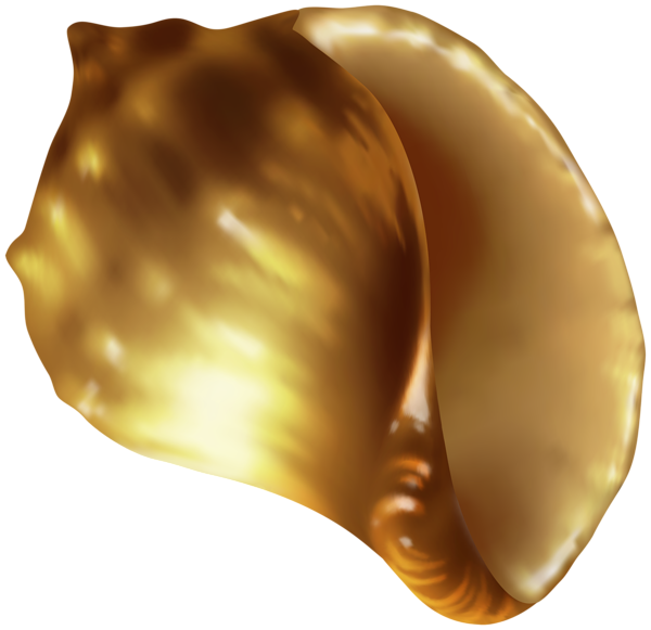 This png image - Rapana Shell PNG Clip Art Image, is available for free download