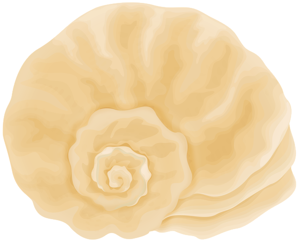 This png image - Rapana Shell PNG Clipart, is available for free download